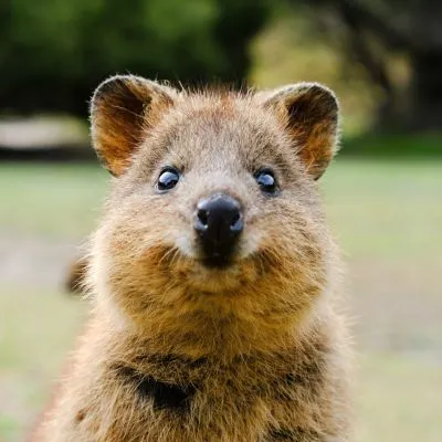 短尾矮袋鼠的沙龍