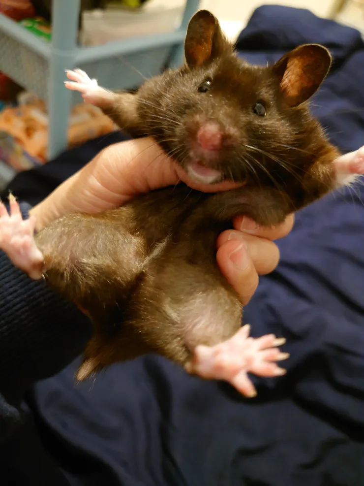 抓到米米了😆(認養人米爸媽提供)