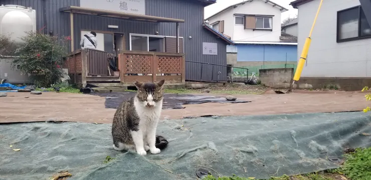島上設有貓零食棒和貓玩具出售，基本上貓貓都親人