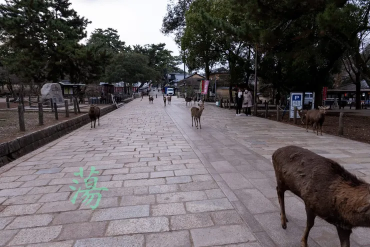 早上的東大寺參道。