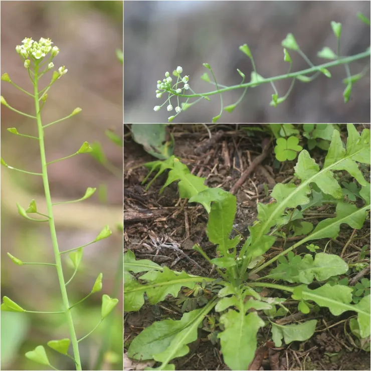 來學學分辨薺菜吧!薺菜基生葉呈蓮座狀;角果呈長心型,隨著抽長的花序就像一串心,頗容易辨認。