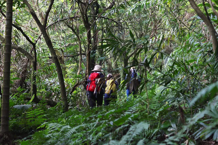 ▲進入密林，在扺達深澳山前一處私人鐵絲網附近再次遭遇同樣的蜂螫。