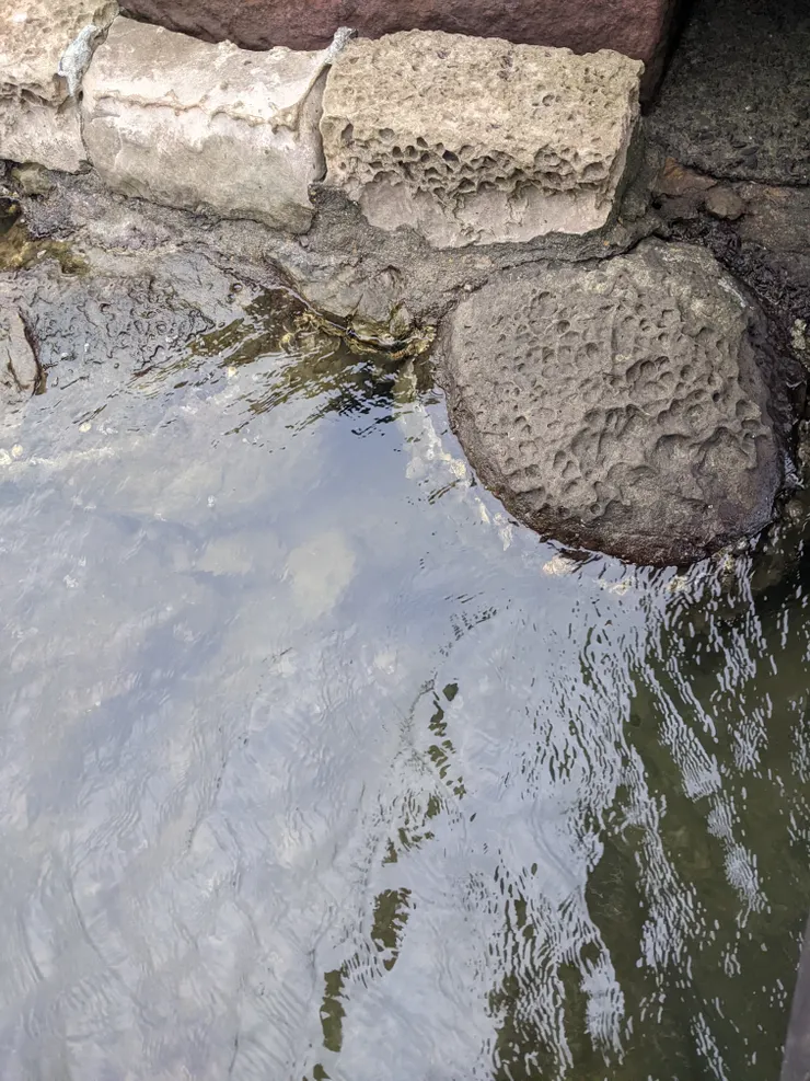 巨大野生海膽！