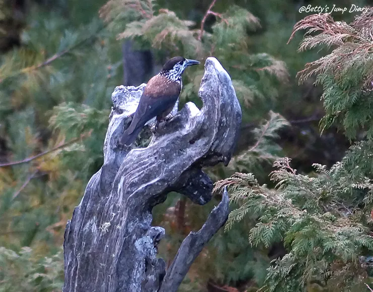 ▲台中「大雪山國家森林遊樂區」/圖片來源：Betty's Jump Diary