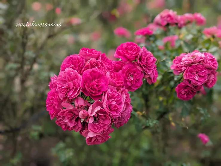 是不是【葡萄園之歌】玫瑰呢?