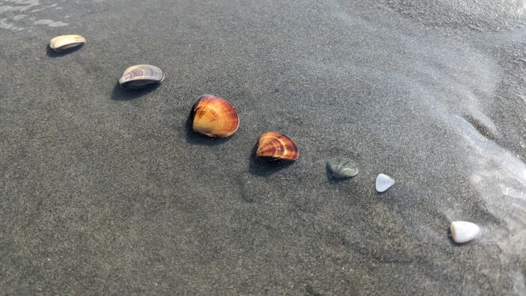 蛤？他們是什麼？