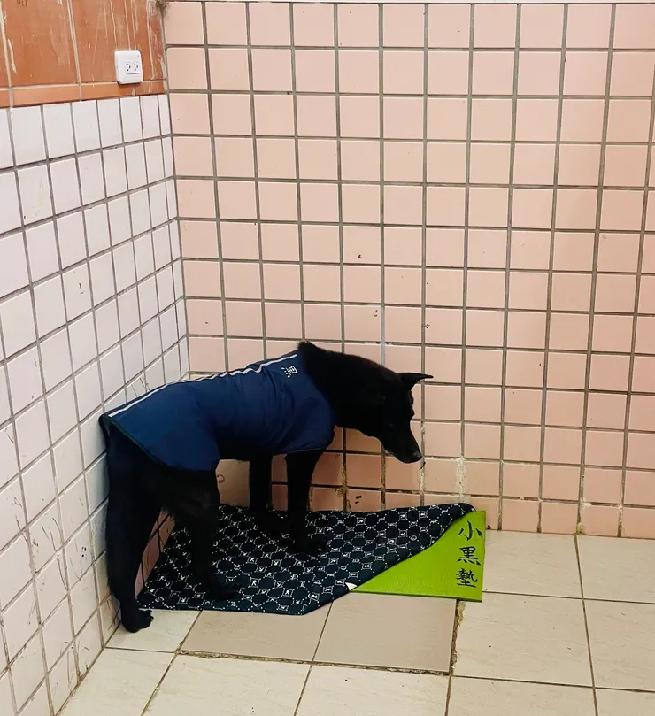 耶瑪夠好的照片