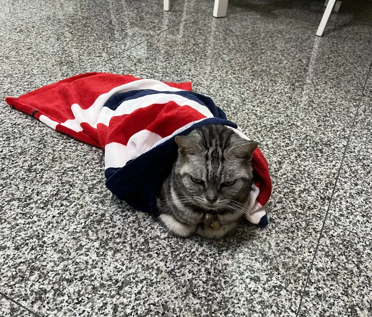 肥咪無視我們的招呼聲，自顧作沉思狀