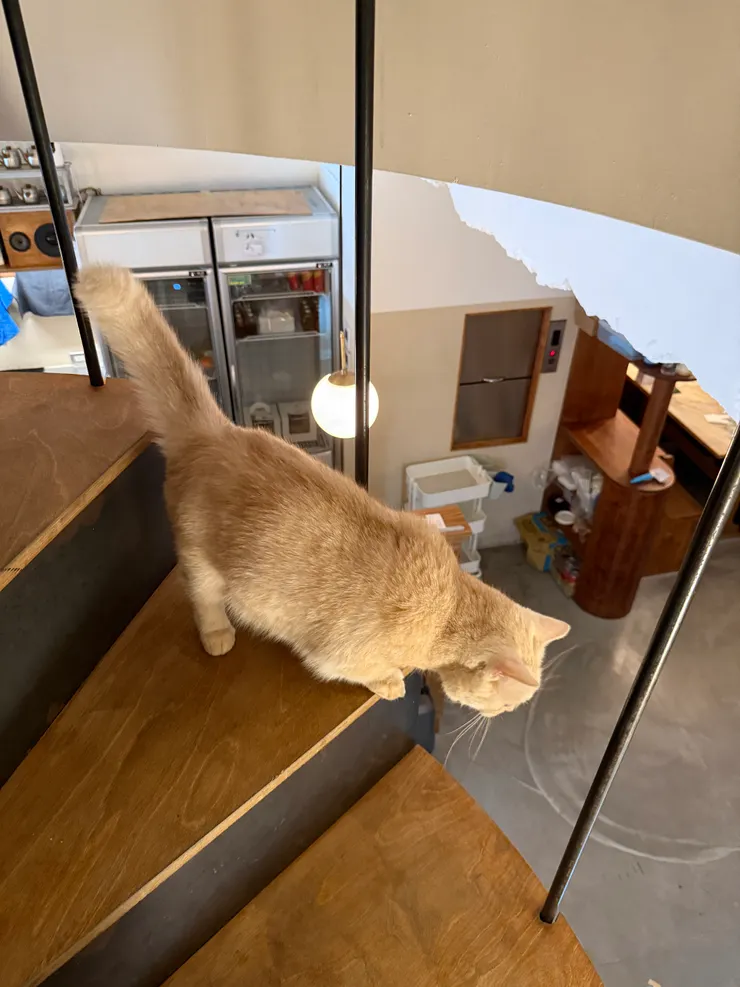 上樓時巧遇貓主子