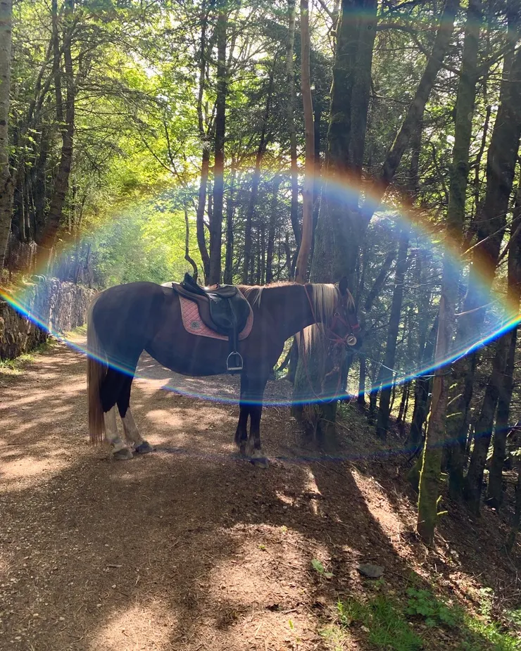圖四:休息的馬兒帶進彩虹的能量