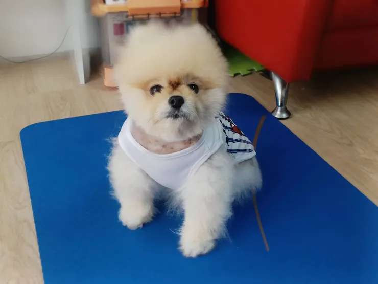 喜歡霸占豬人墊子的布咘