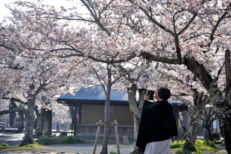 到南岸的嵐山公園中之島區，群櫻見頃，洗手間週邊，最是繁盛。