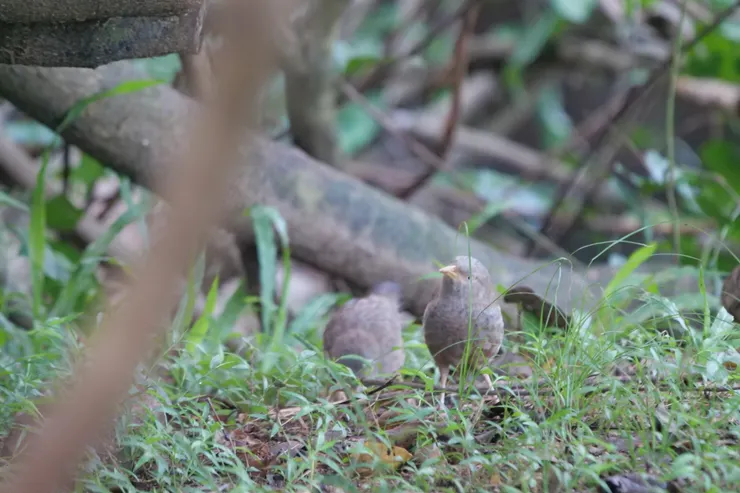 酒店裏的草地也有不少Yellow-billed Babbler