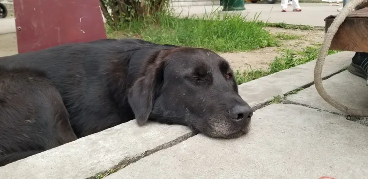 門前一隻很乖巧的狗