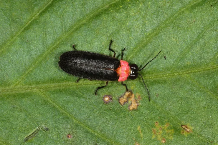 紅胸黑翅螢(東眼山自然教育中心提供)