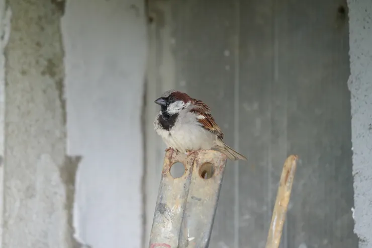 家麻雀是引入品種，只是出現在高原地區一帶