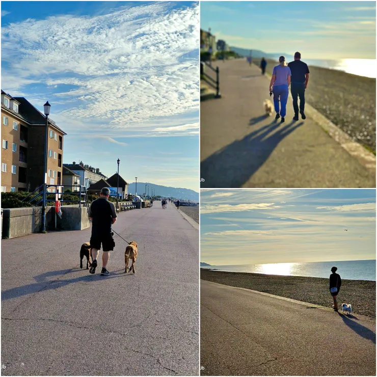 【雖沒碰到大景但晨昏陽光美好，視界遼闊所有的動看來都似靜！很常見 到蹓狗人。】