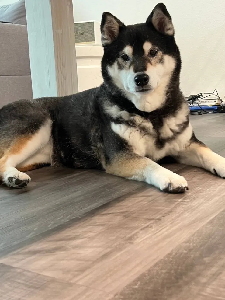 黑柴姊姊(媽媽提供)