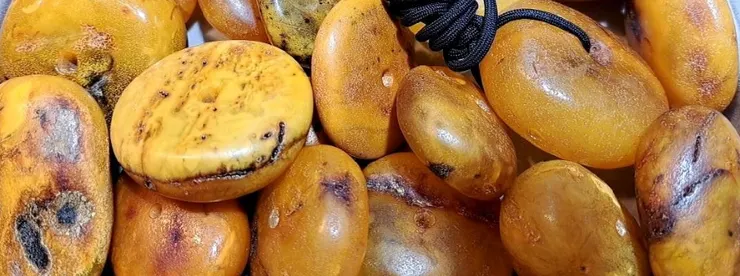 老蜜蠟扣子：松樹樹脂的化石與歲月留下的風化紋