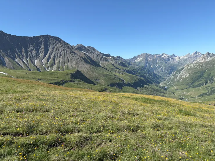 草坡與爭豔的花
