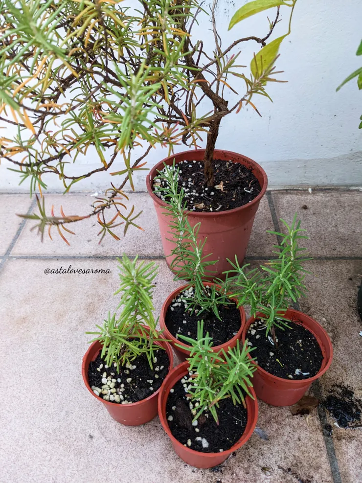 迷迭香母株與子株們 - 攝於 2022.9