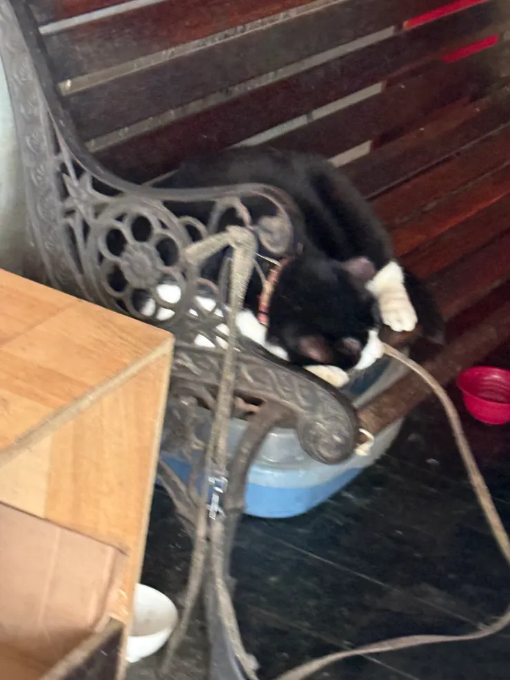 2026/03/23 小吃攤的貓