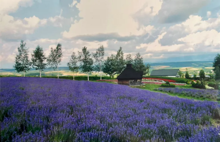 薰衣草之鄉~北海道
