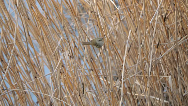 離開回程時候再走到河邊，看到日本樹鶯