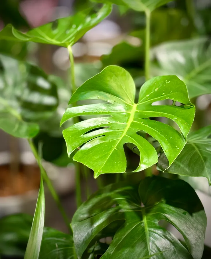 龜背芋總是這麼美