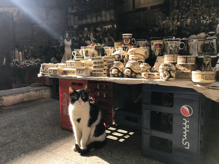 埃及 || 穿梭在哈利利市集各處的貓咪