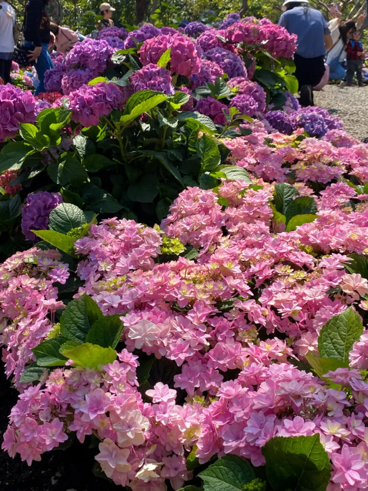 和之前不同種的繡球花