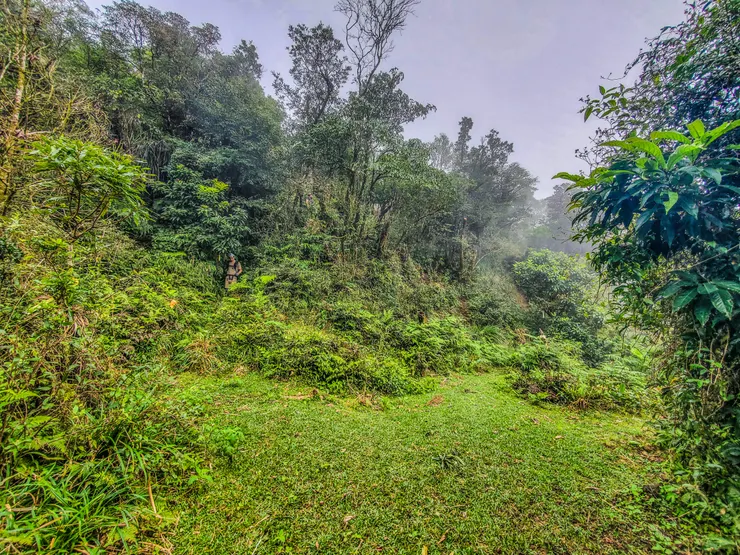 從烘爐地登山口起直到烘爐地山都是原始林相，茂盛的樹林和芒草，此路線不如熱門路線路徑清晰。