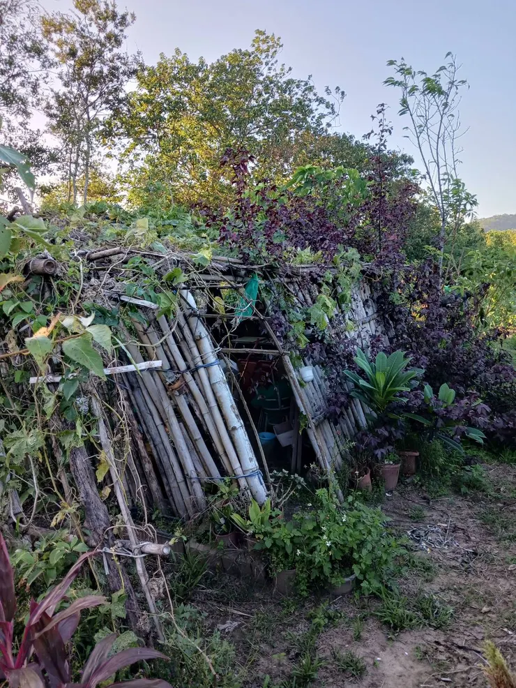 竹屋傾斜了，屋頂上的絲瓜今年結果50幾條，也將功成身退了