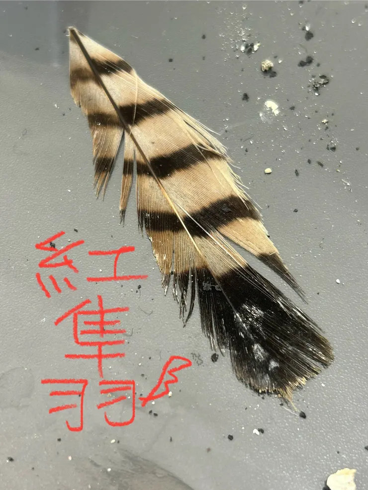 圖05 紅隼的羽毛