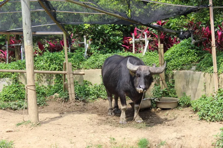 對了，這是水牛，但是是石垣島的牛無誤。