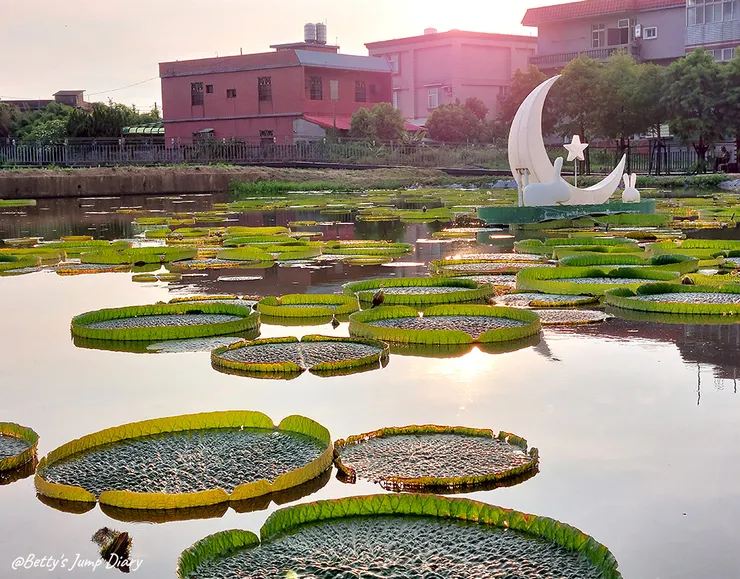 ▲2024桃園蓮花季/圖片來源:Betty's Jump Diary