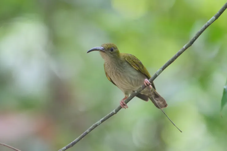 灰胸捕蛛鳥 Gray-breasted Spiderhunter