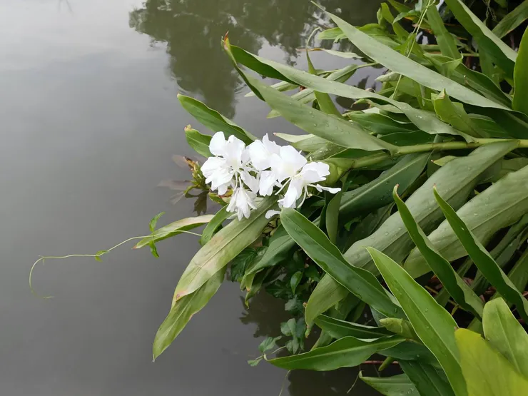 野薑花已經過季,香氣消失(作者拍攝)