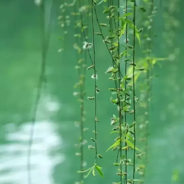 圖片取自網路加以裁剪而成,侵權刪。