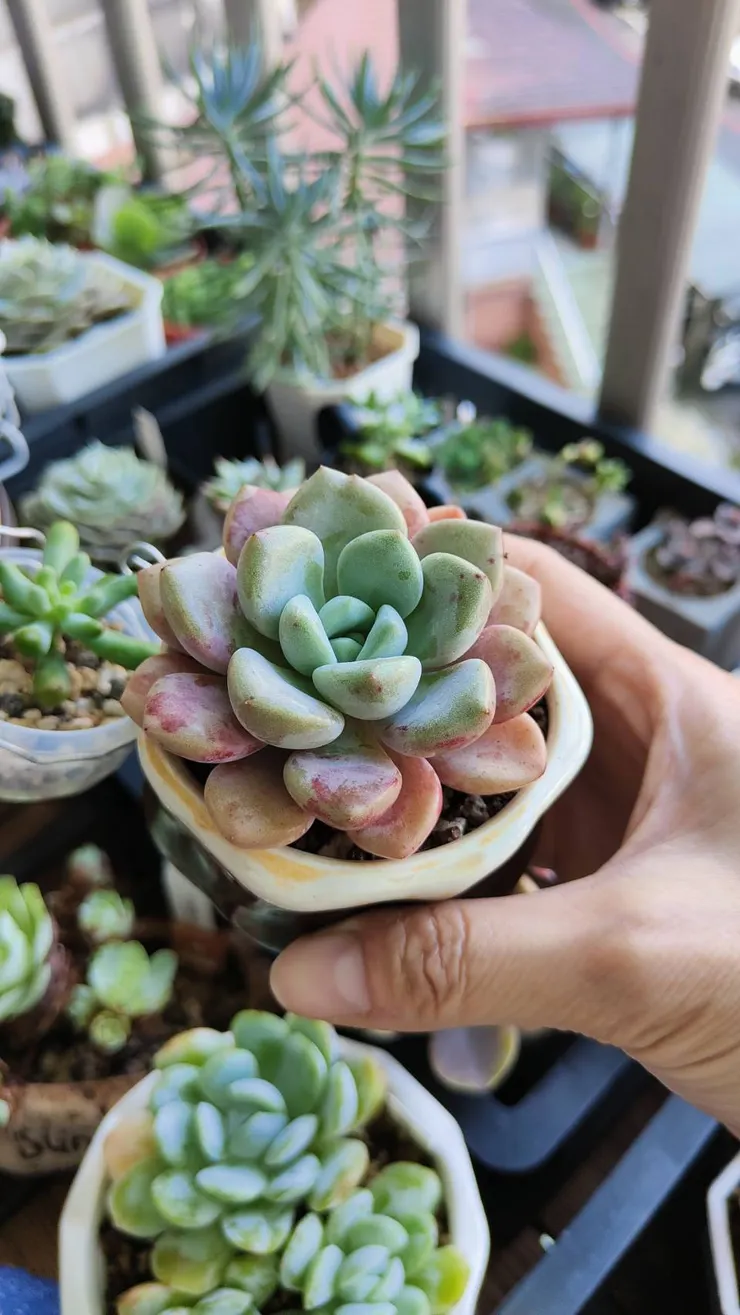 花斑鹿的葉子有像大理石的粉紅紋路