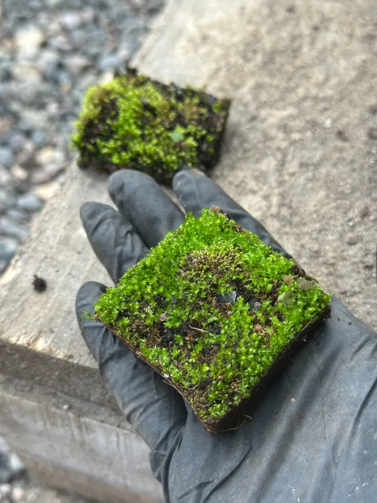 舊盆裡的青苔，長很可愛拍起來紀錄