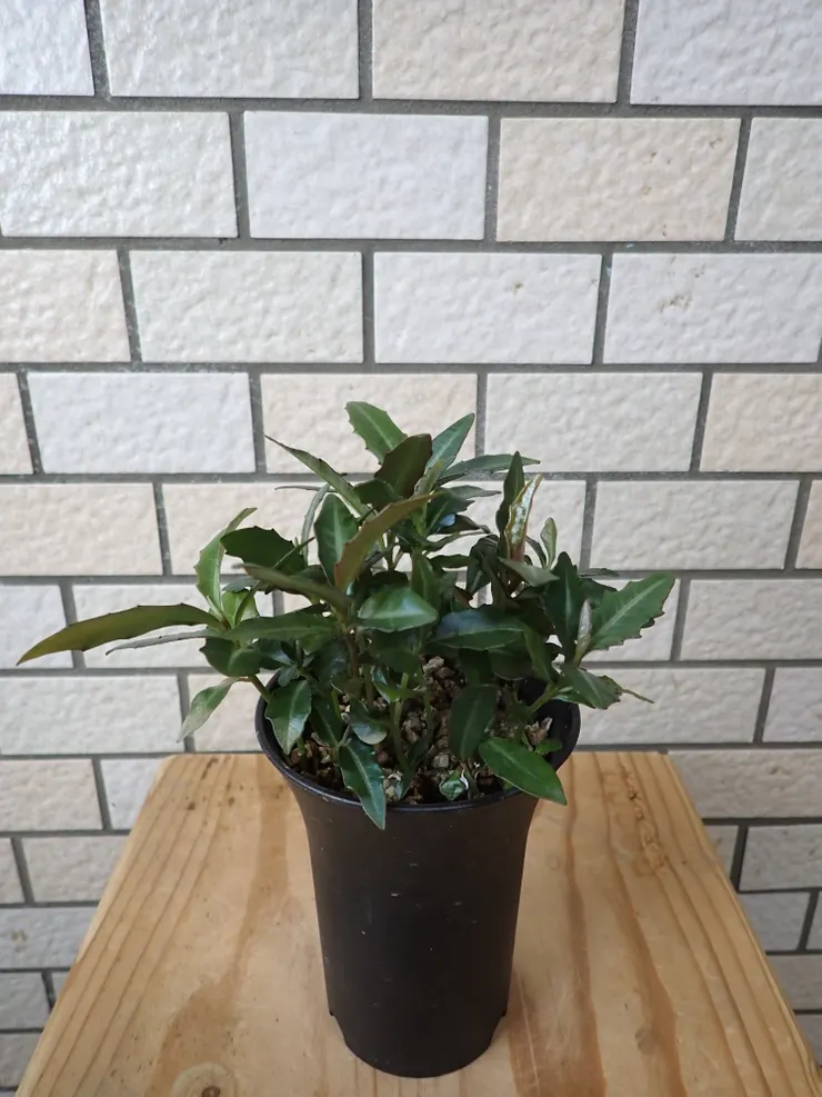 新店崇光社大114.07.09