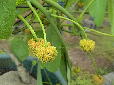 src