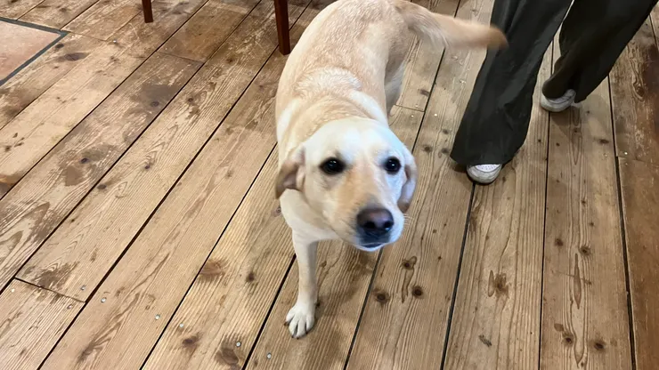 不過他們不會走到餐廳內，不用擔心。