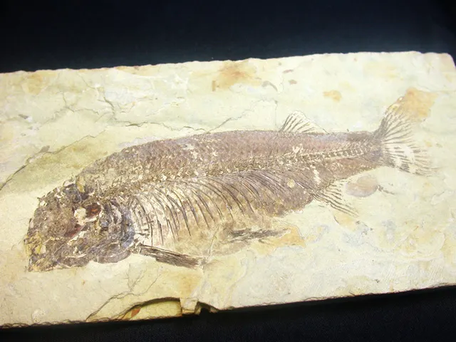 マルキュー　狼鰭魚（Lycoptera）化石・10-1　　他7点 丸みを帯びた特徴的な頭部が保存された、古代の魚、リコプテラ