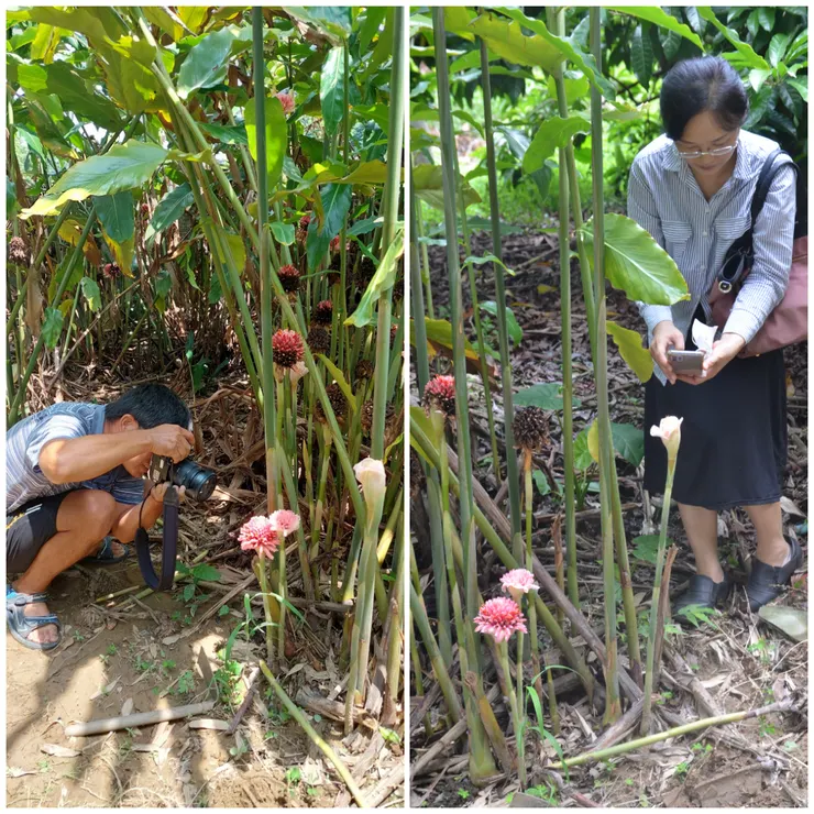 來自熱帶的火炬薑，整體植株約足足有三公尺高。盛放的花朵就像燃燒的火炬，焦枯的則彷彿已熄滅的火把，然不管是盛開還是焦枯的，都是直挺挺插在地面上的，以「火炬」為名，確實很貼切。