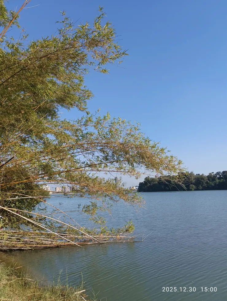 自歌誰答竹婆挲