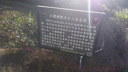 [台北美食]貓空在地茶農的手藝，晨曦茶坊源自文山區鐵觀音始主