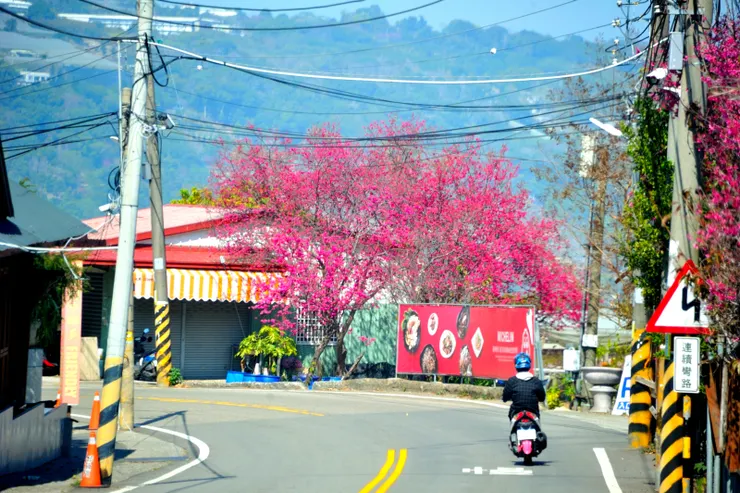 【開往聖普宮登山口的路曲折漫長...車窗外灰綠基調的風景逐漸繽紛─路邊山櫻】