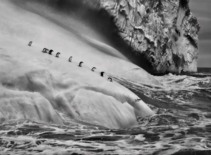 Sebastião Salgado《Genesis》